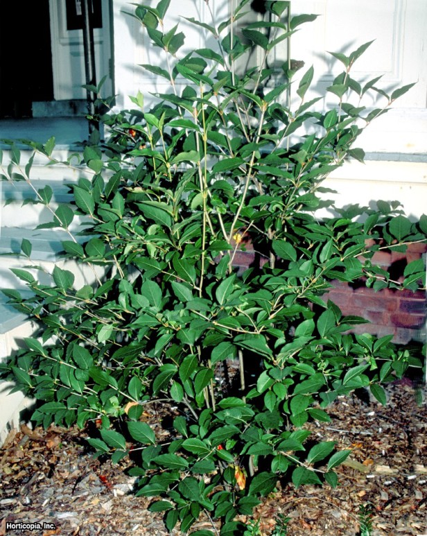 Yabani Üzüm Kartopu