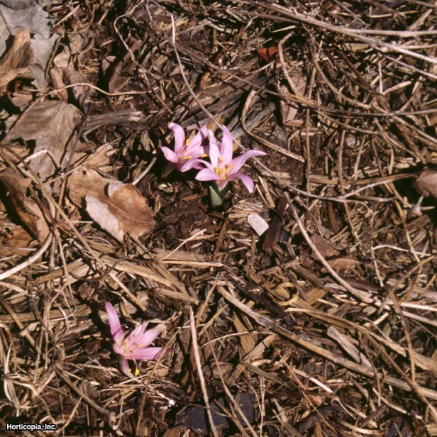 İlkbahar Çayırı Safranı
