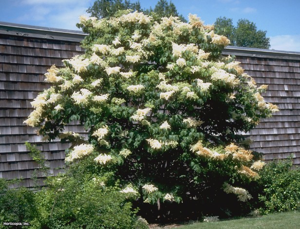 Japon Ağacı Leylak