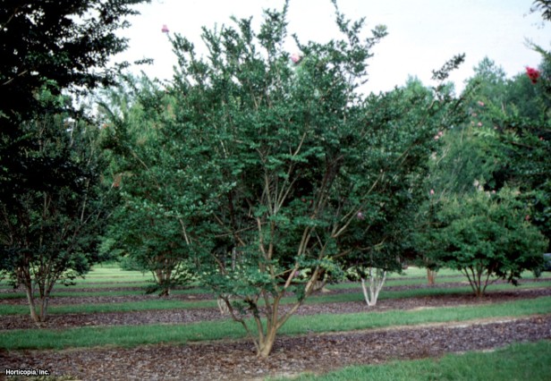 Crapemyrtle