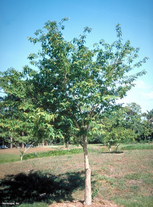 Kraliçe'nin Crapemyrtle'ı