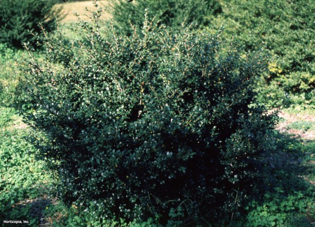 Japon çobanpüskülü