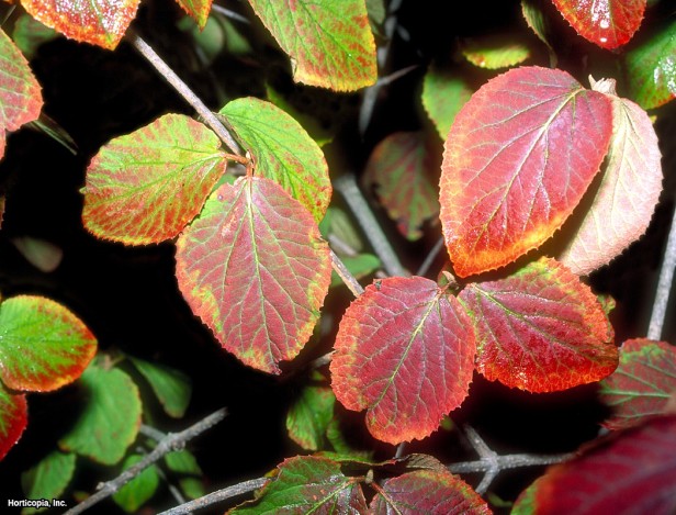 Kore baharatı Kartopu