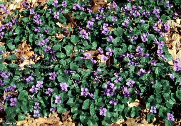 Yünlü Mavi Menekşe