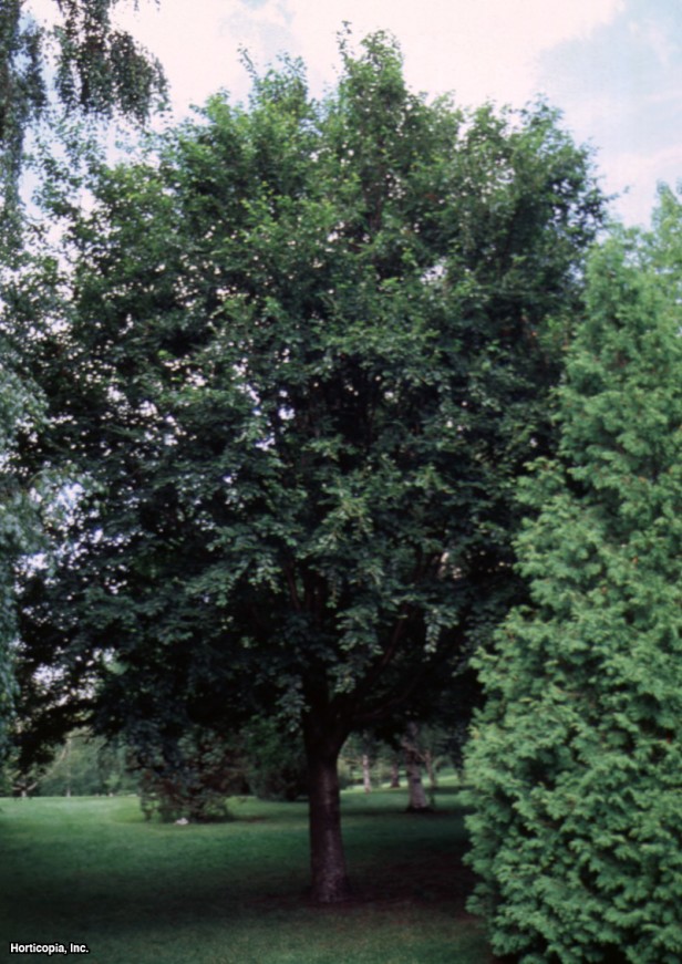 Minnesota Huş Ağacı