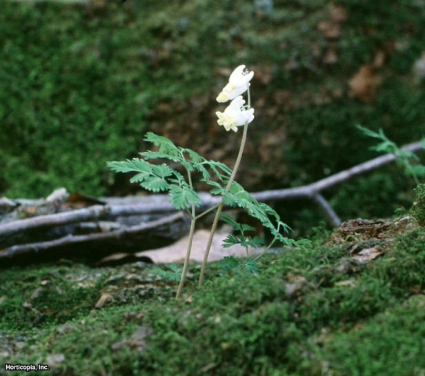 Hollandalı Pantolon