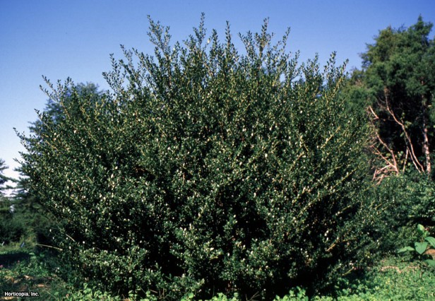 Japon çobanpüskülü