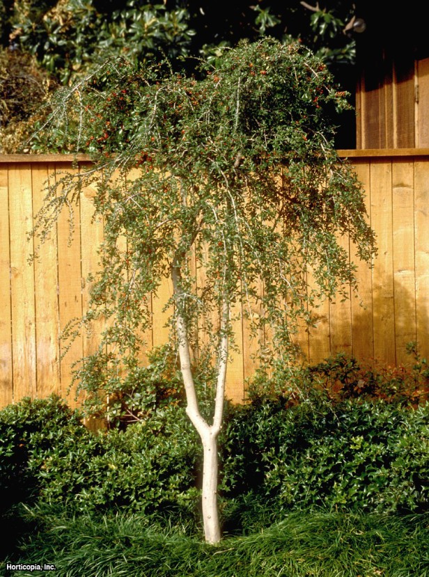 Yaupon Holly