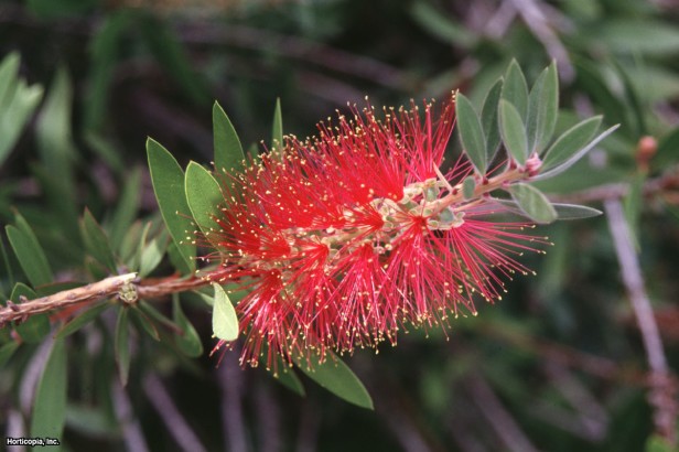 Limon Şişe Fırçası