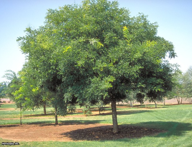 Japon Pagoda Ağacı