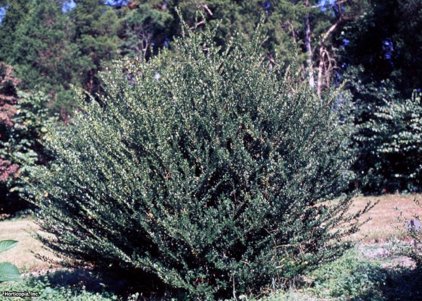 Japon çobanpüskülü