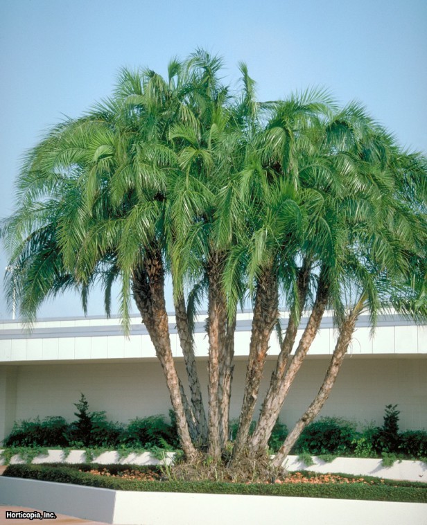 Senegal Hurma Ağacı