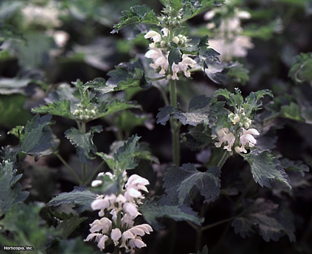 Beyaz Ölü Isırgan