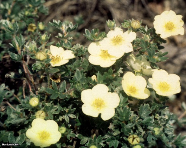 Çalı beşparmakotu