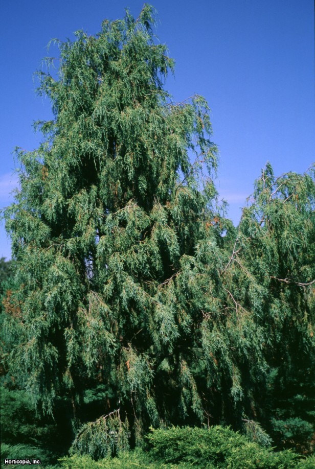 Colorado Kırmızı Sediri