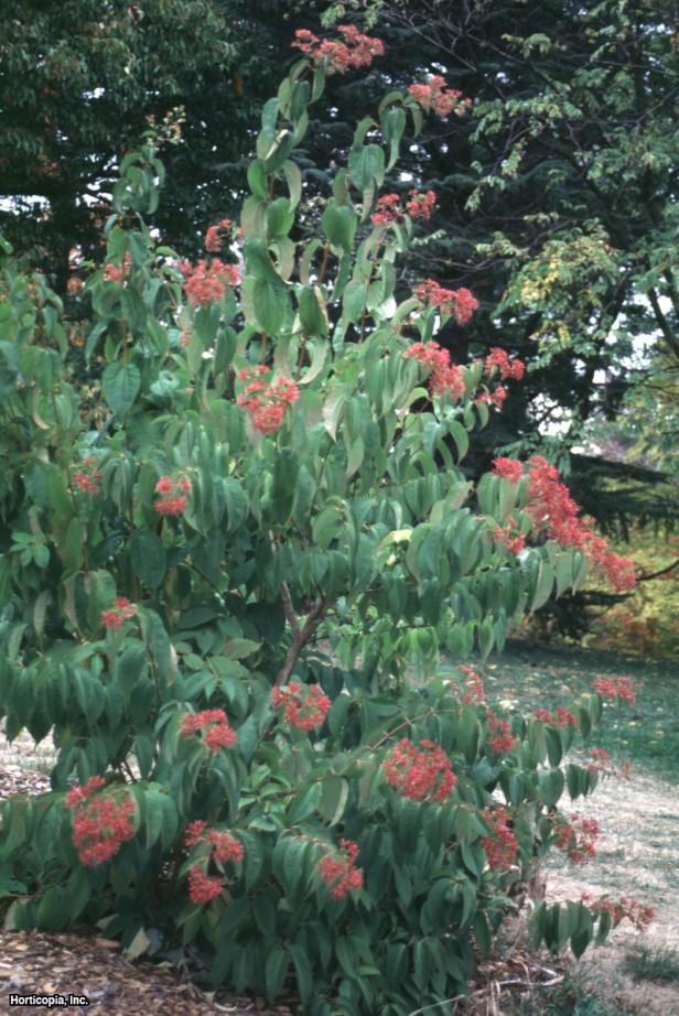 Yedi Oğul Çiçeği