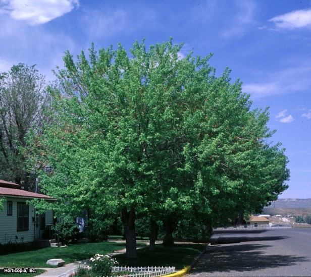 Gümüş Akçaağaç