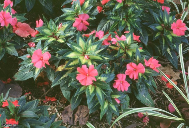 Yeni Gine Sabırsızları