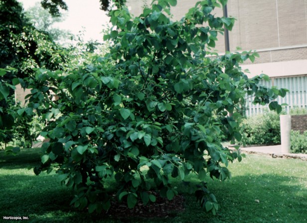 İki Kanatlı Gümüş Zil