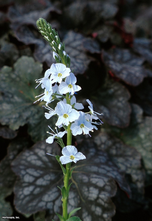 centilmen hız kuyusu