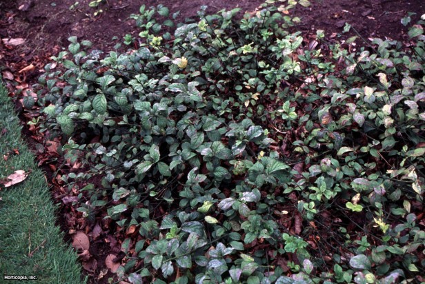 Çalışan Çilek Çalısı