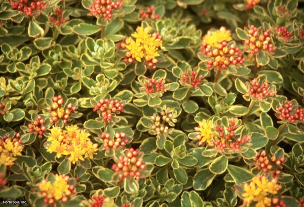 İki Sıra Stonecrop