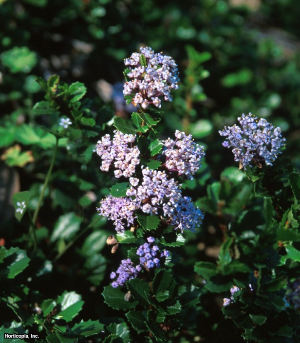 Point Reyes Sarmaşık
