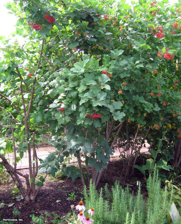 Avrupa Kızılcık Kartopu