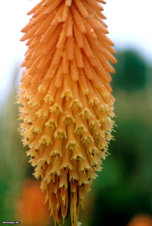 Kırmızı Sıcak Poker