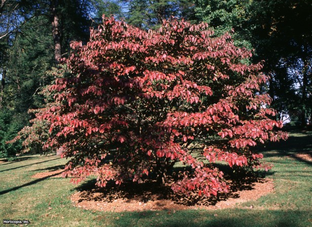 çiçekli kızılcık