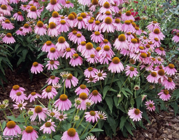 Mor Coneflower