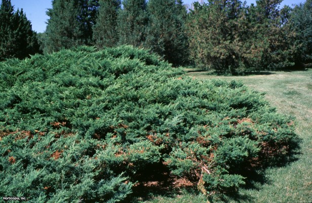 Doğu Kızıl Sediri