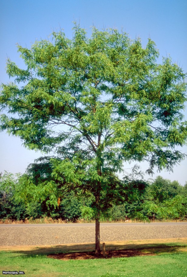 Dikensiz Bal Çekirgesi