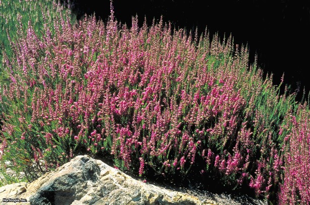 İskoç Heather