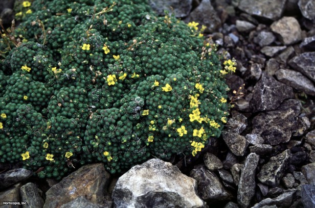 Draba