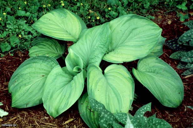 Hosta