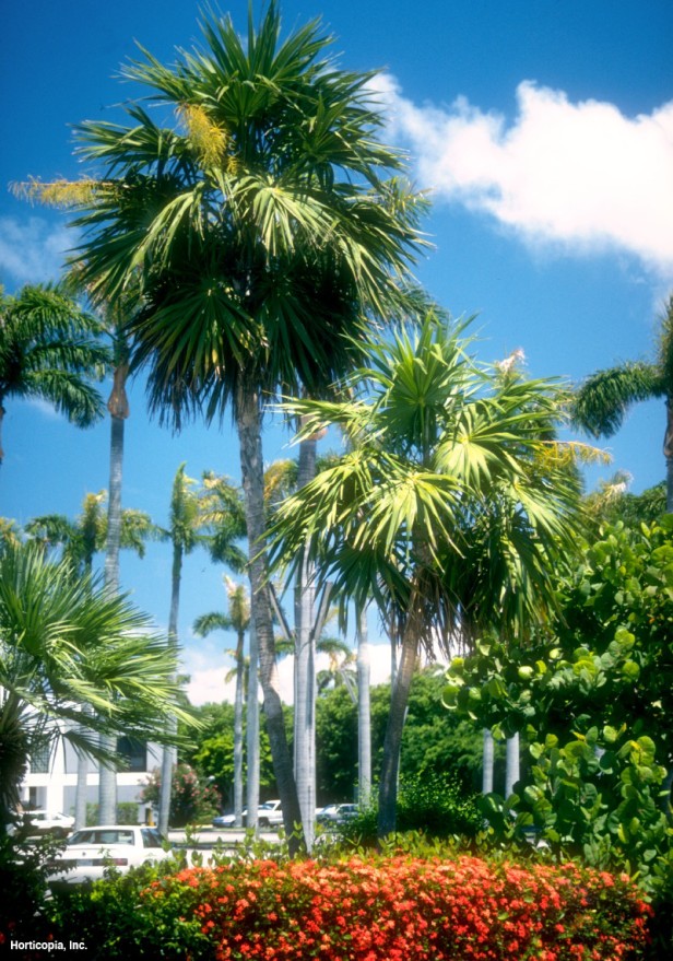 Florida Saz Palmiyesi