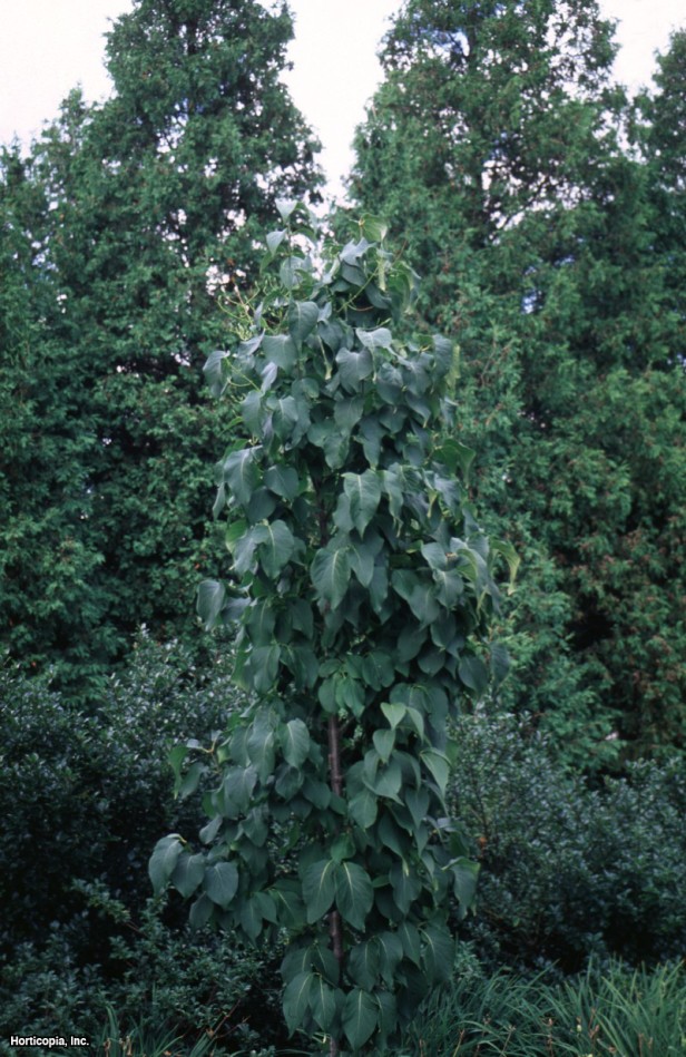 Japon Ağacı Leylak