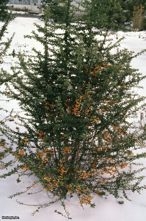 Pyracantha