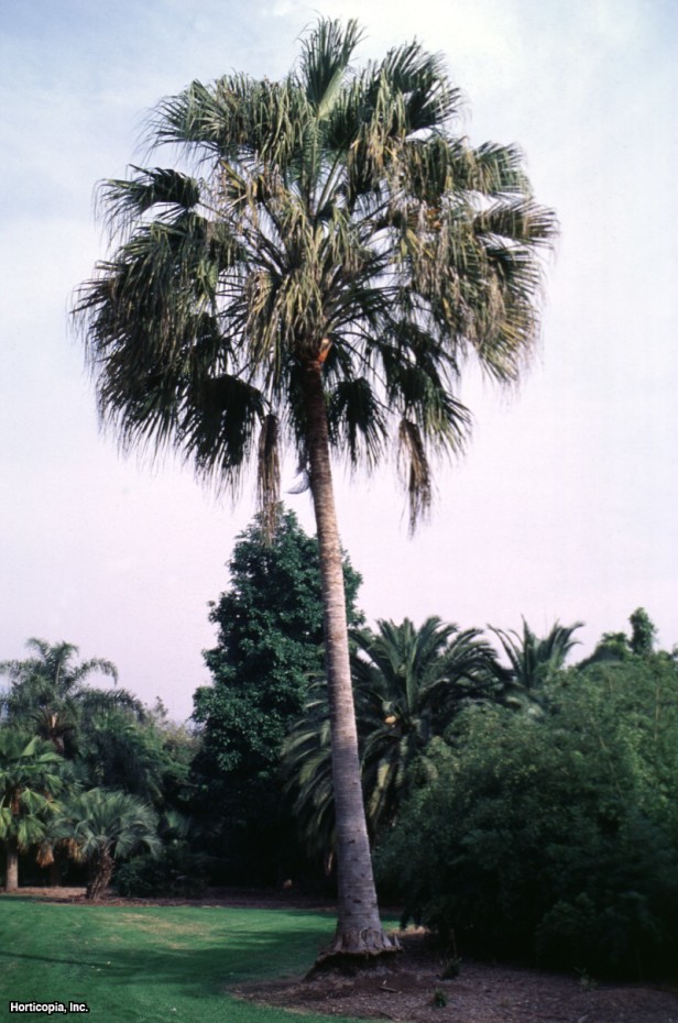 Orta Avustralya Yelpazesi