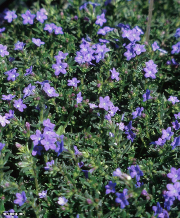Lithodora