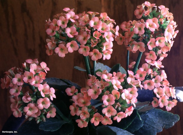 Noel Kalanchoe