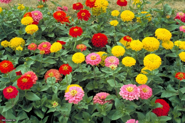 Zinniya