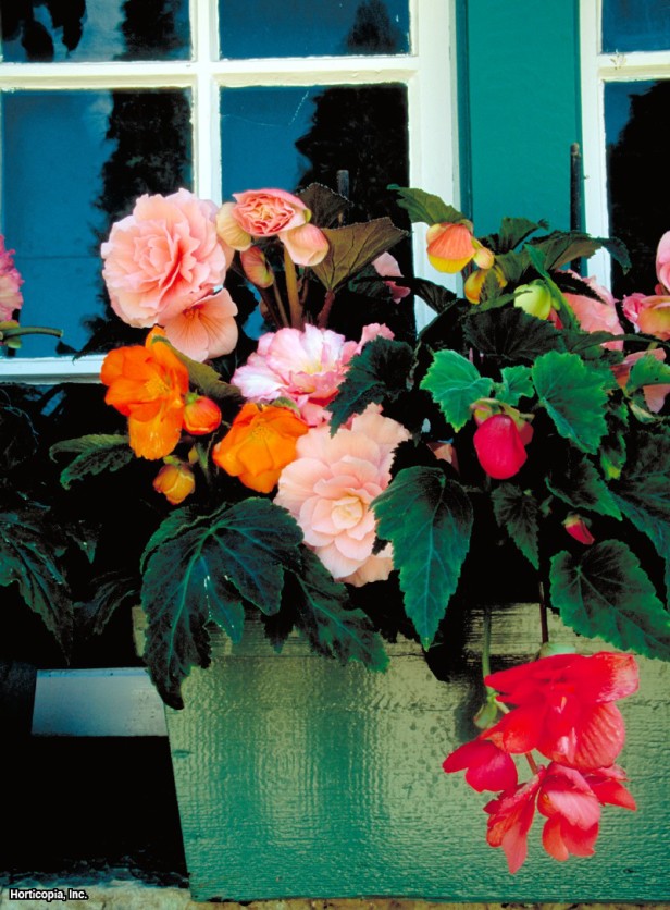 Hibrit Yumrulu Begonya