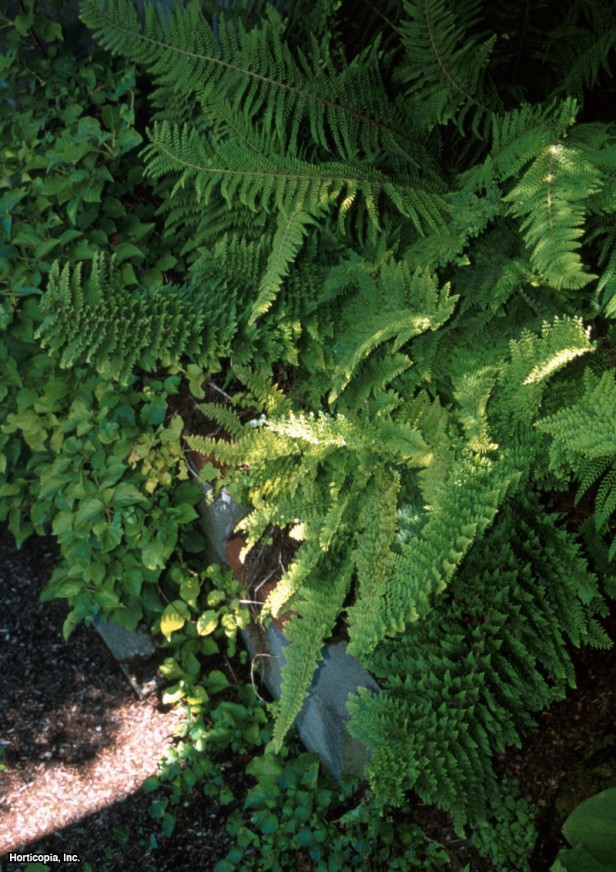 İngiliz Çit Eğreltiotu