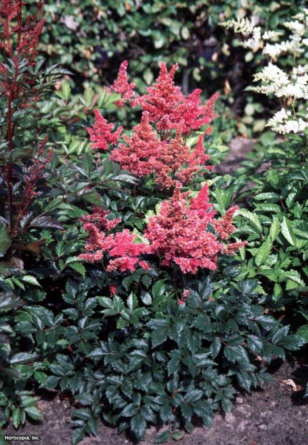 Astilbe