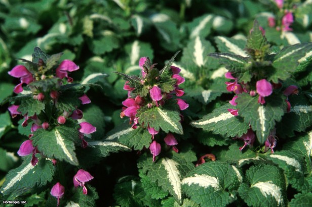 Benekli Isırgan Otu