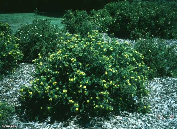 Çalı beşparmakotu