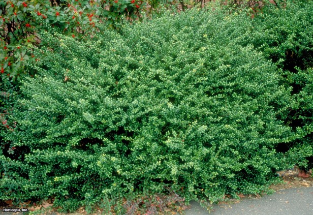 Japon çobanpüskülü