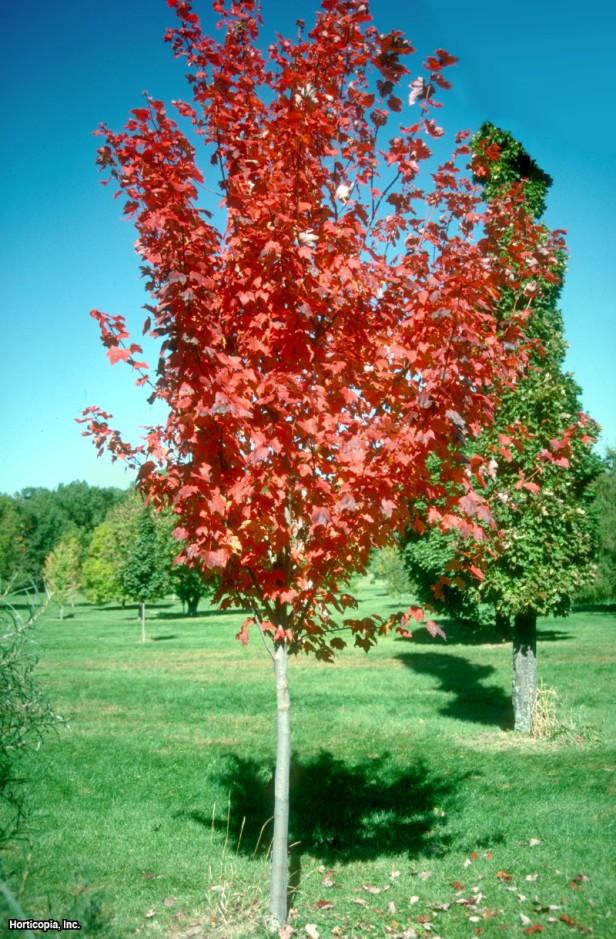 Kırmızı akçaağaç